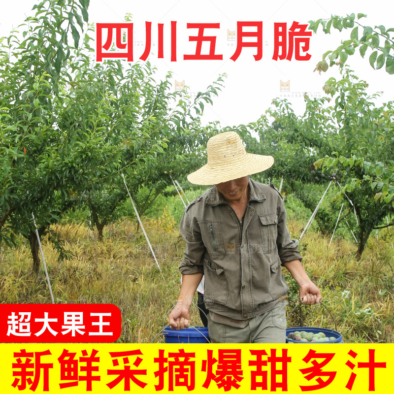 新鲜现摘的五月脆李