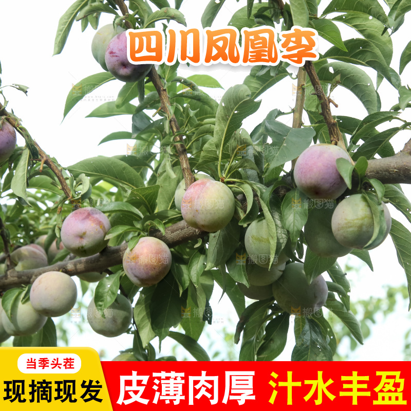 树上的五月脆李