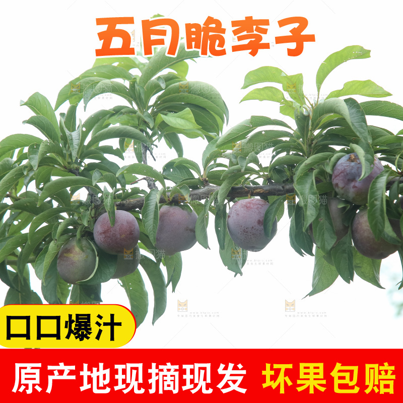 树上的五月脆李