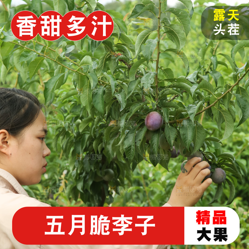 树上的五月脆李
