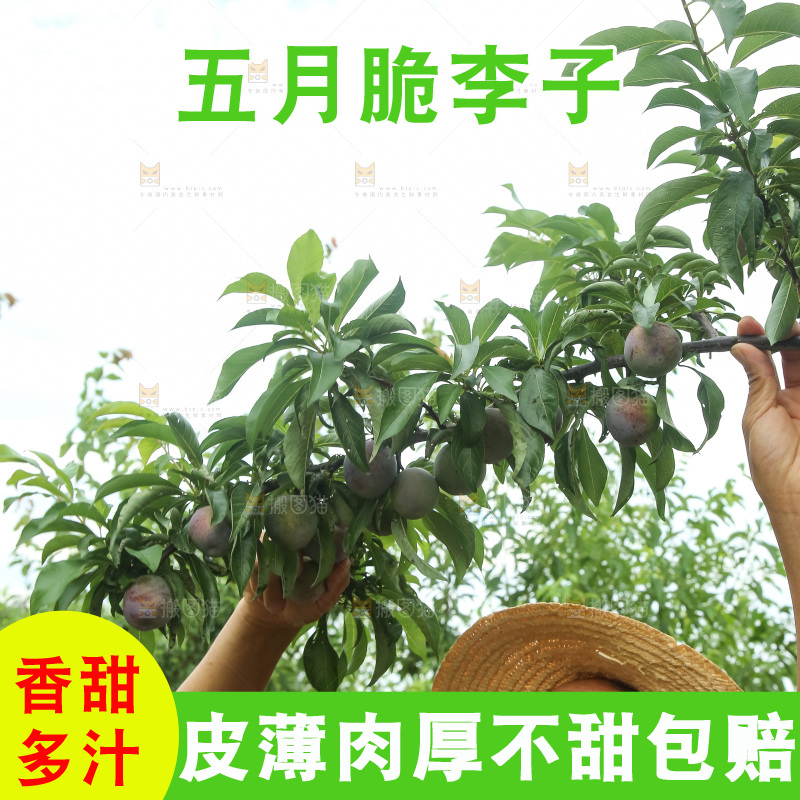 树上的五月脆李