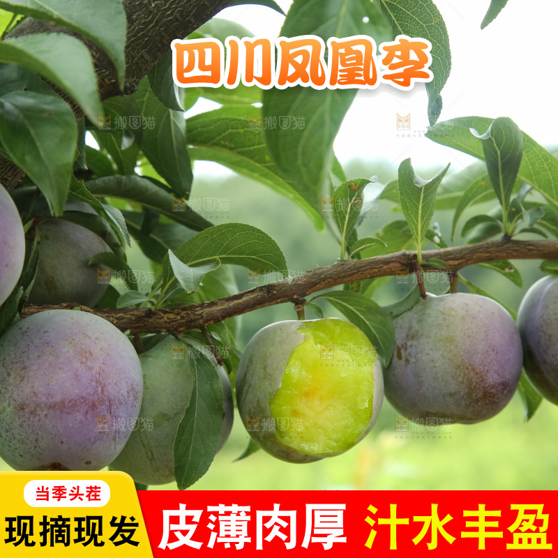 树上的五月脆李