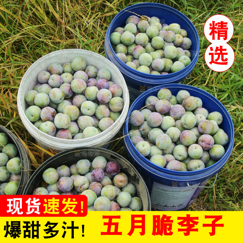 新鲜现摘的五月脆李
