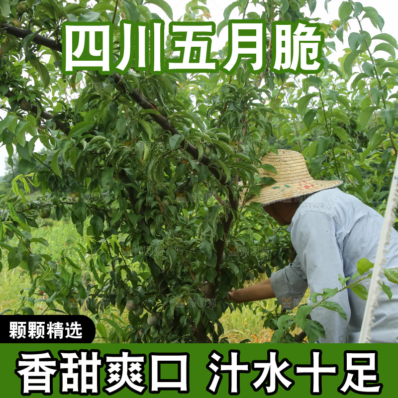 树上的五月脆李