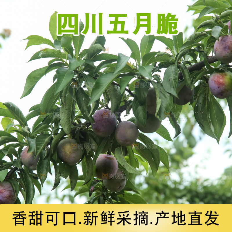 树上的五月脆李