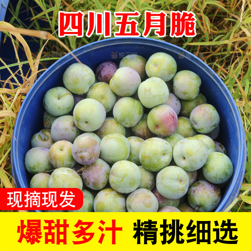 新鲜现摘的五月脆李