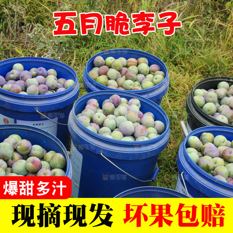 新鲜现摘的五月脆李