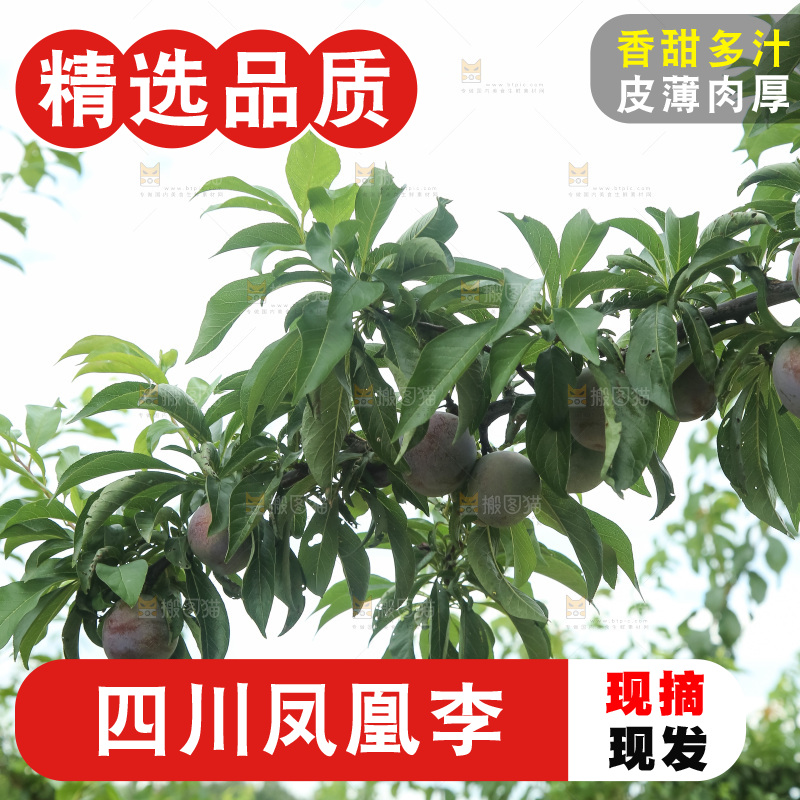 树上的五月脆李