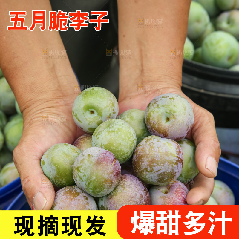 新鲜现摘的五月脆李