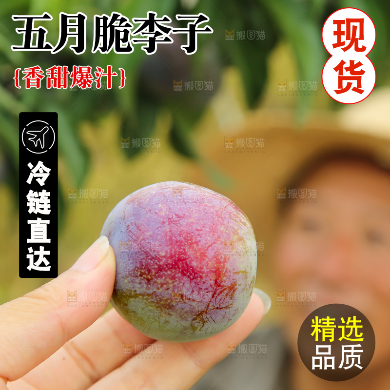 新鲜现摘的五月脆李