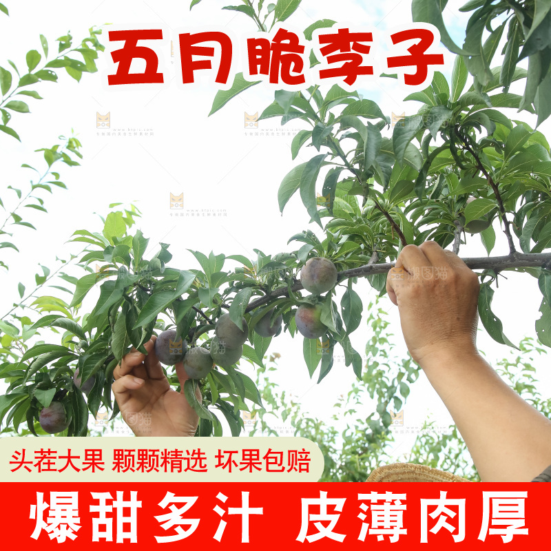 树上的五月脆李