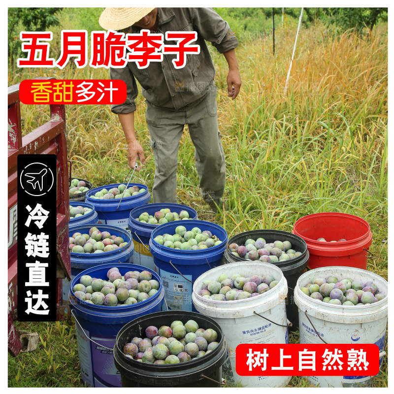 新鲜现摘的五月脆李