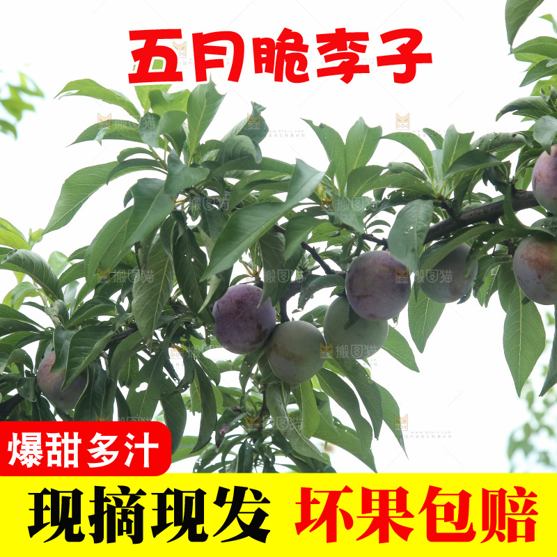 树上的五月脆李