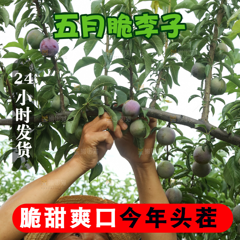 树上的五月脆李
