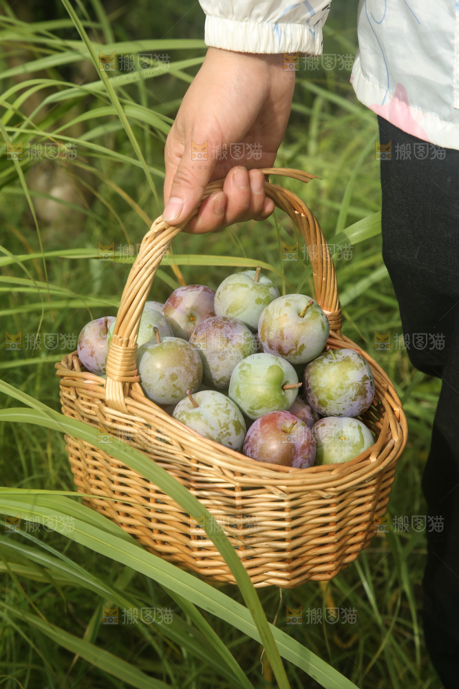 新鲜现摘的五月脆李