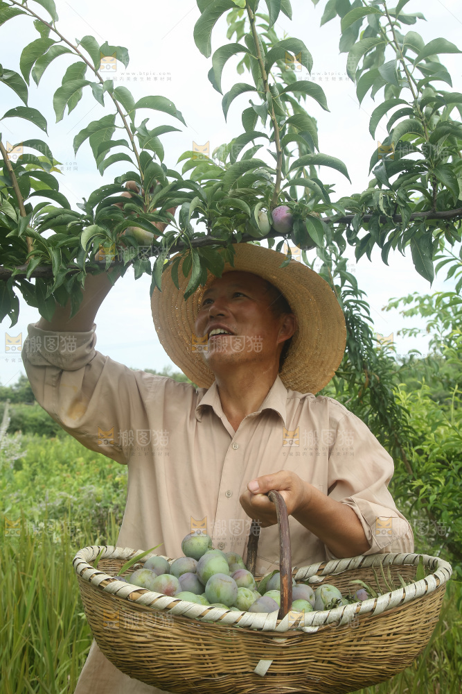 新鲜现摘的五月脆李