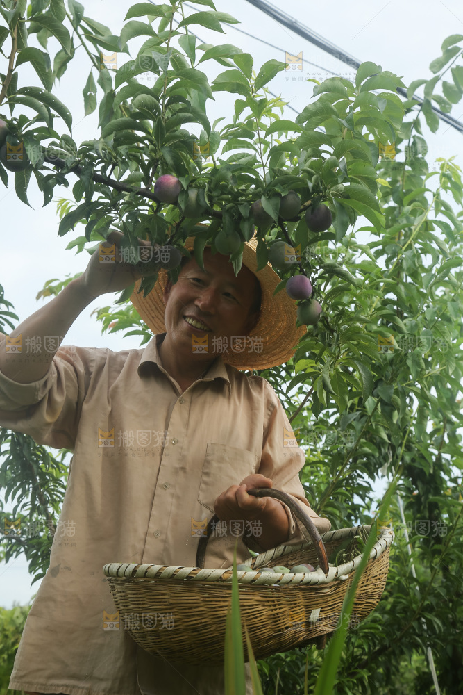 树上的五月脆李