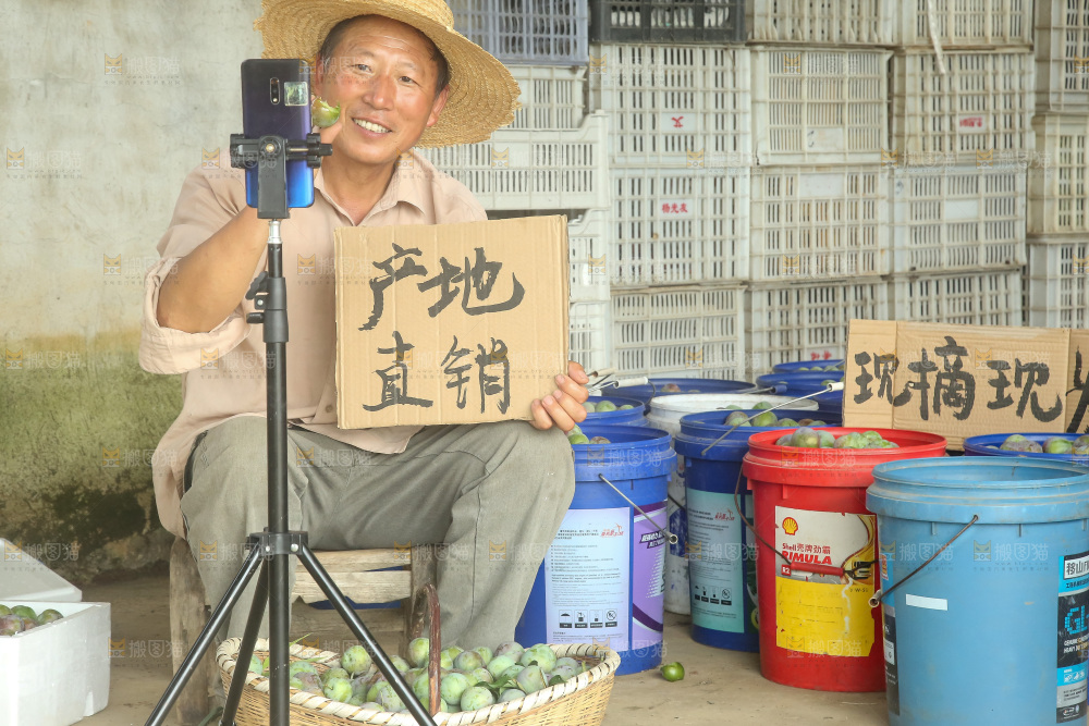 新鲜现摘的五月脆李