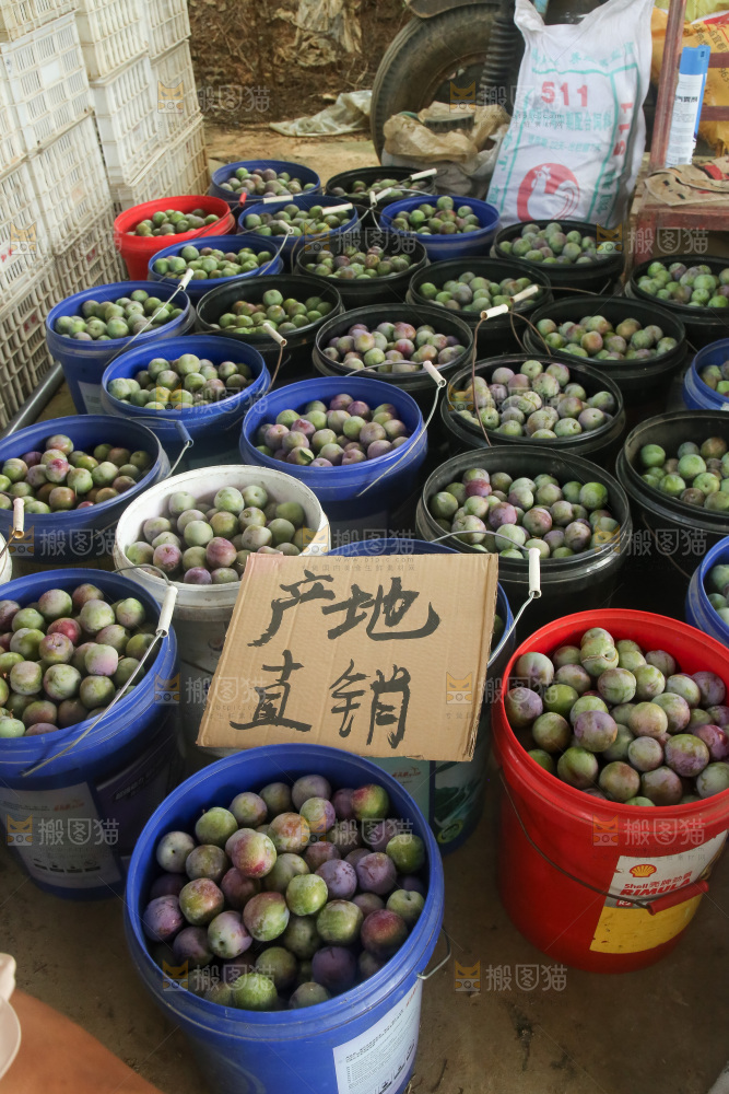 新鲜现摘的五月脆李