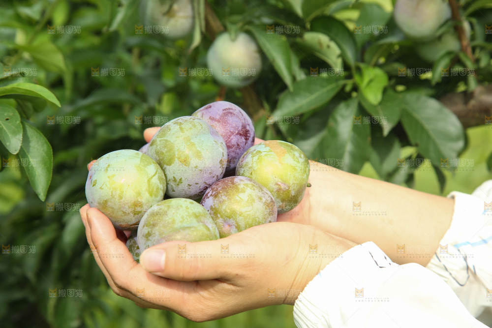 新鲜现摘的五月脆李