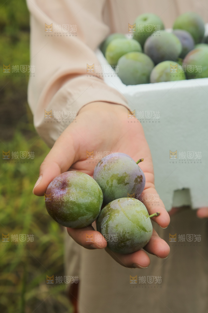 新鲜现摘的五月脆李