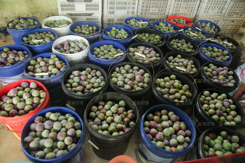 新鲜现摘的五月脆李