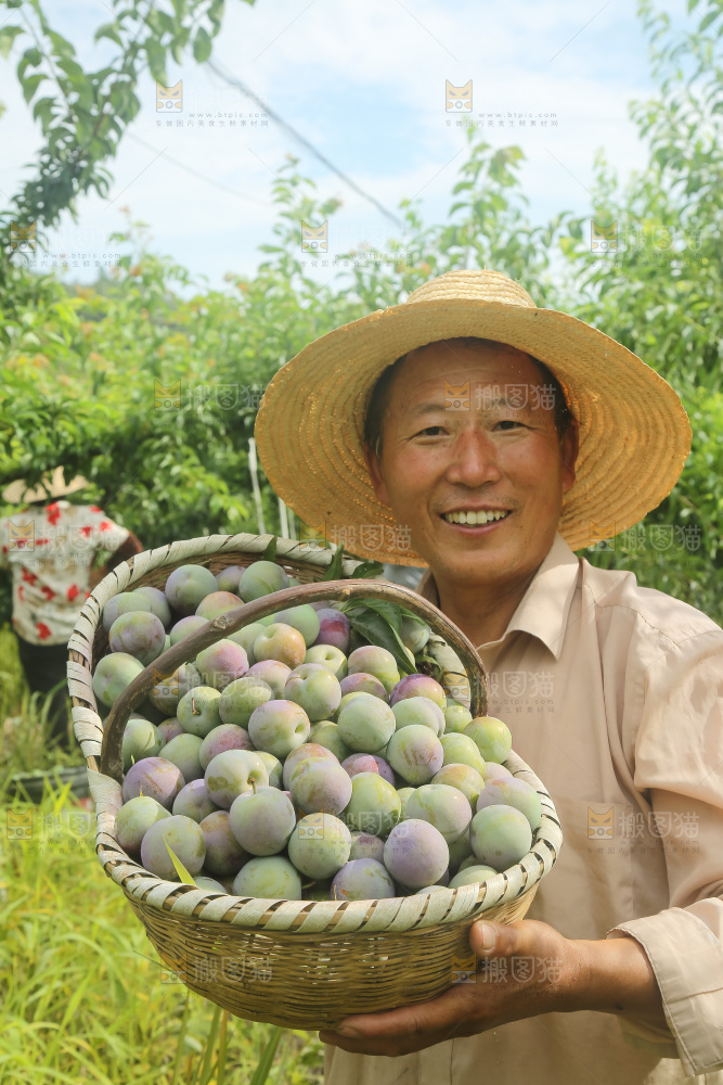 新鲜现摘的五月脆李