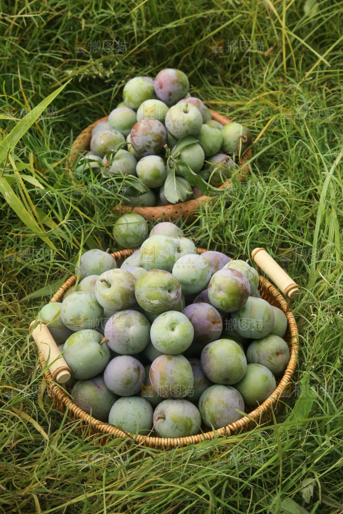 新鲜现摘的五月脆李