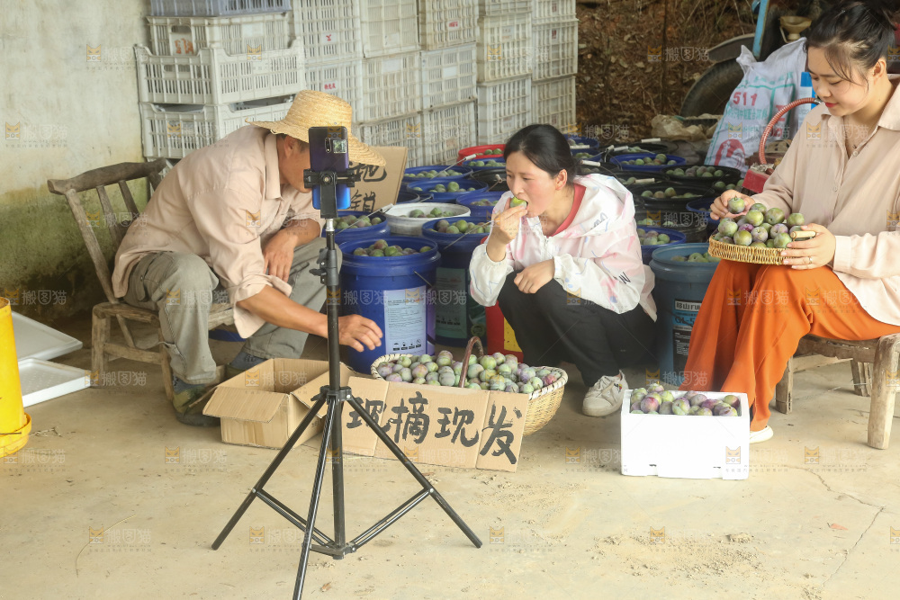 新鲜现摘的五月脆李