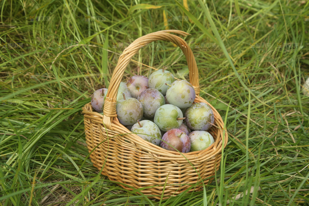 新鲜现摘的五月脆李