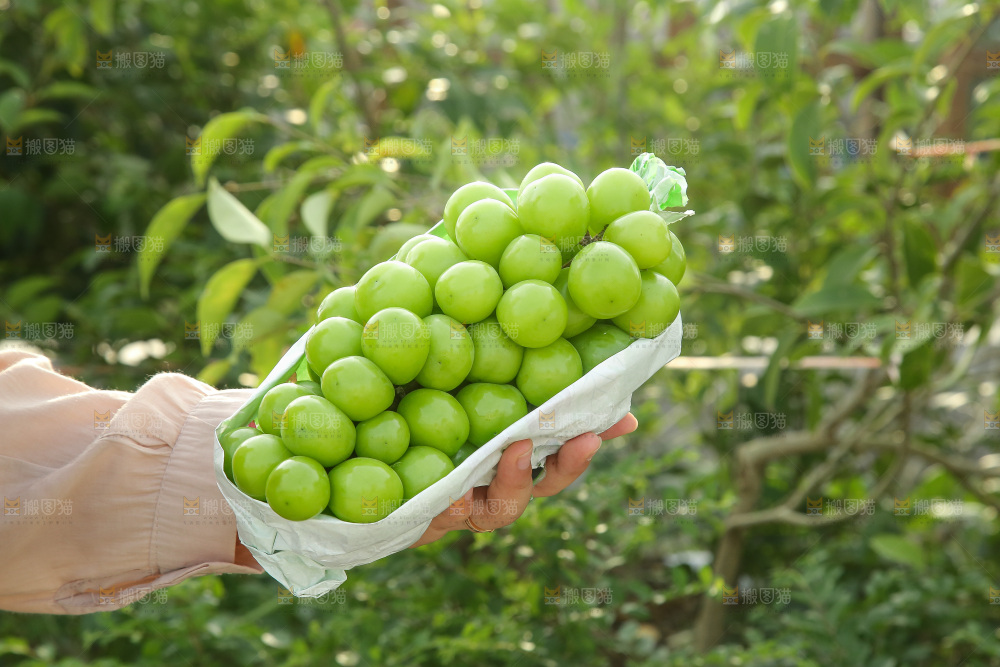 手里拿着阳光玫瑰