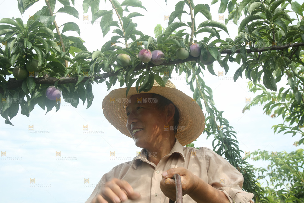 新鲜现摘的五月脆李