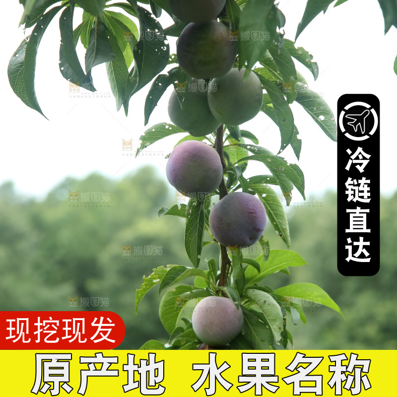树上的五月脆李
