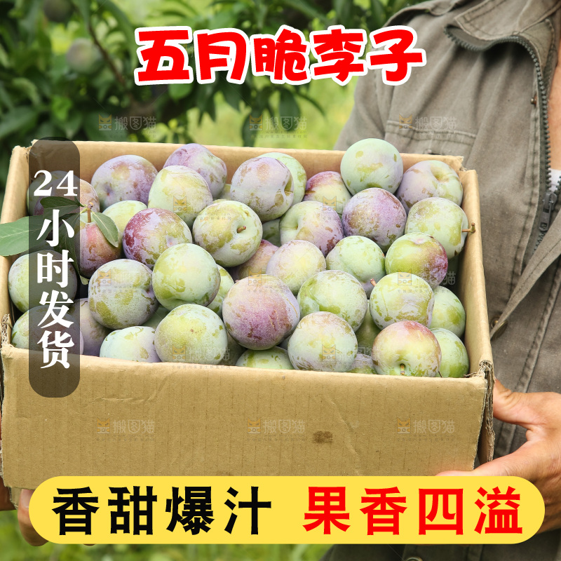新鲜现摘的五月脆李
