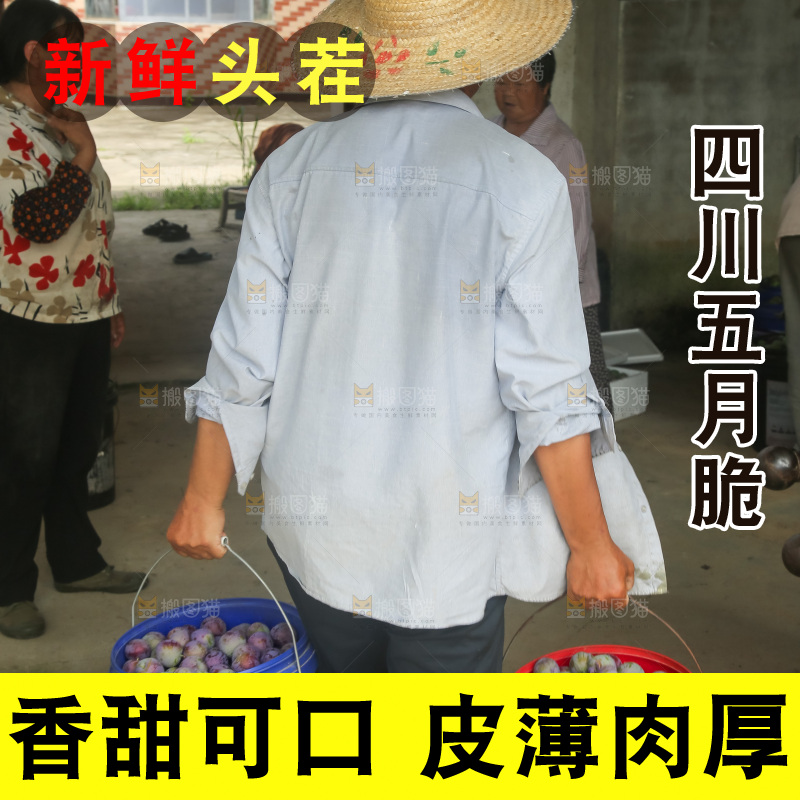 新鲜现摘的五月脆李