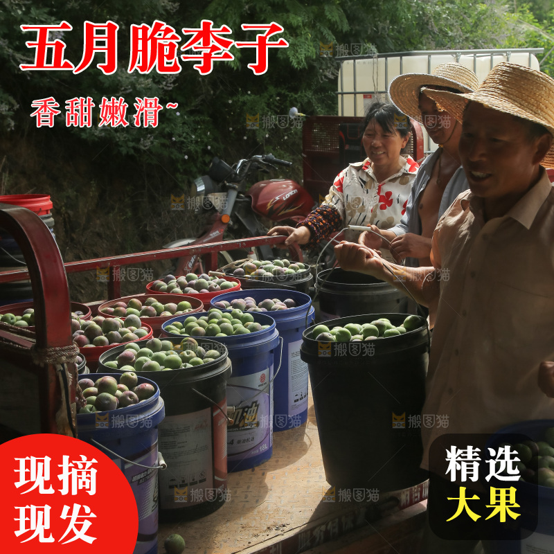 新鲜现摘的五月脆李