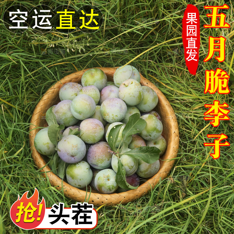 新鲜现摘的五月脆李