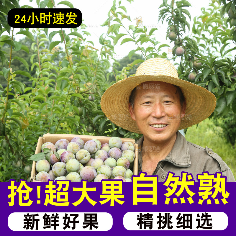 新鲜现摘的五月脆李