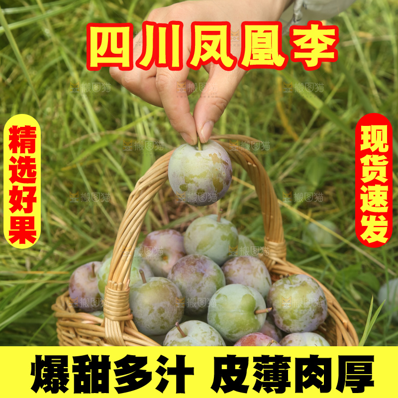新鲜现摘的五月脆李