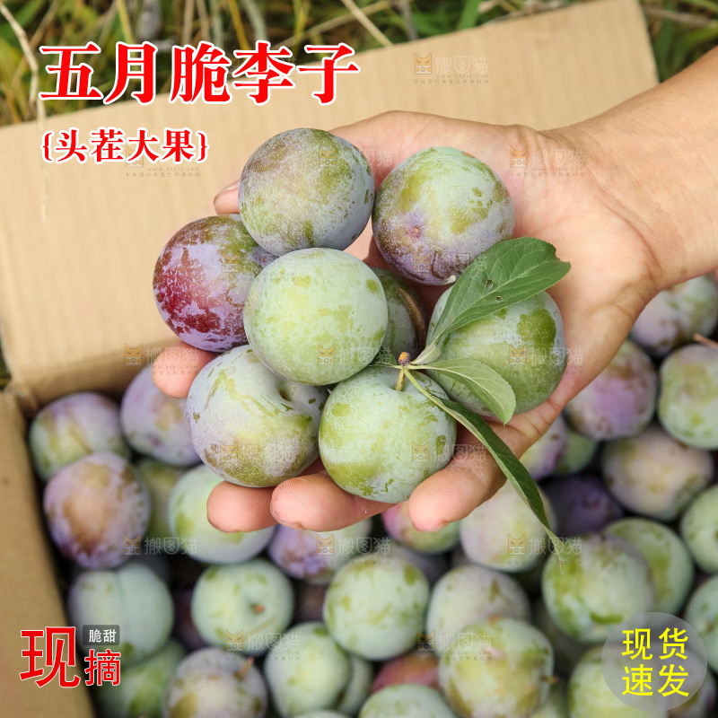 新鲜现摘的五月脆李