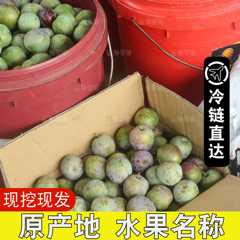 新鲜现摘的五月脆李