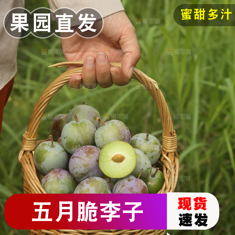 新鲜现摘的五月脆李
