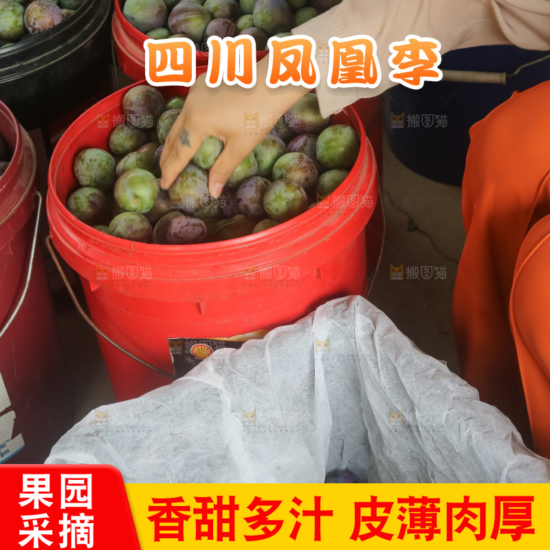 新鲜现摘的五月脆李