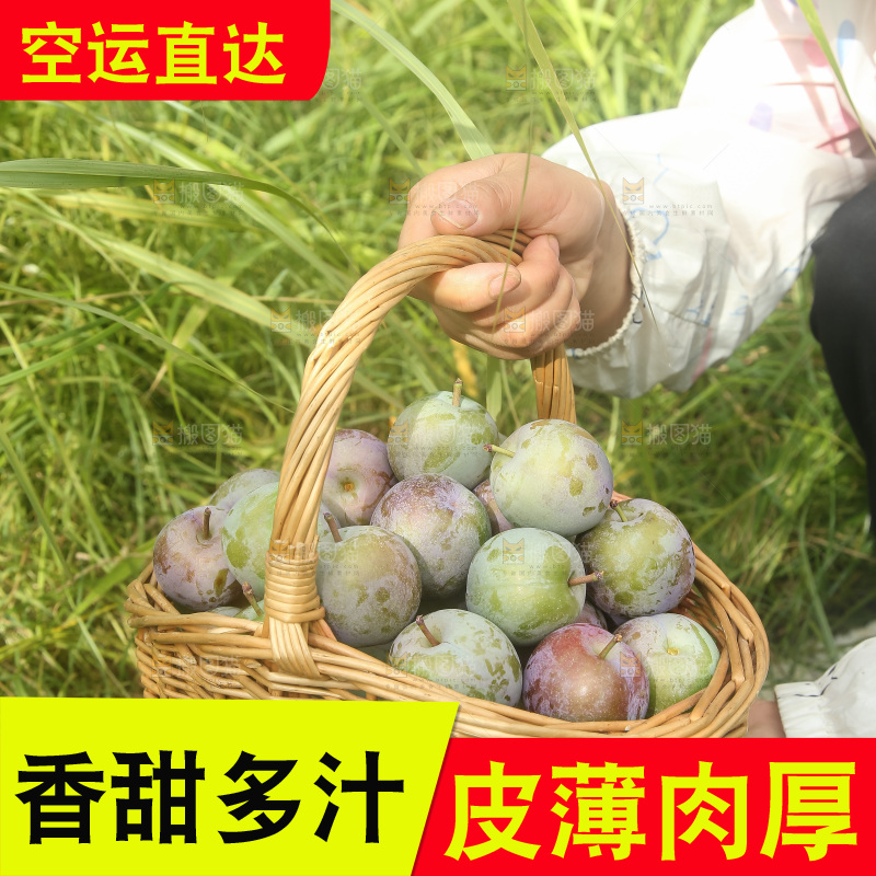 新鲜现摘的五月脆李