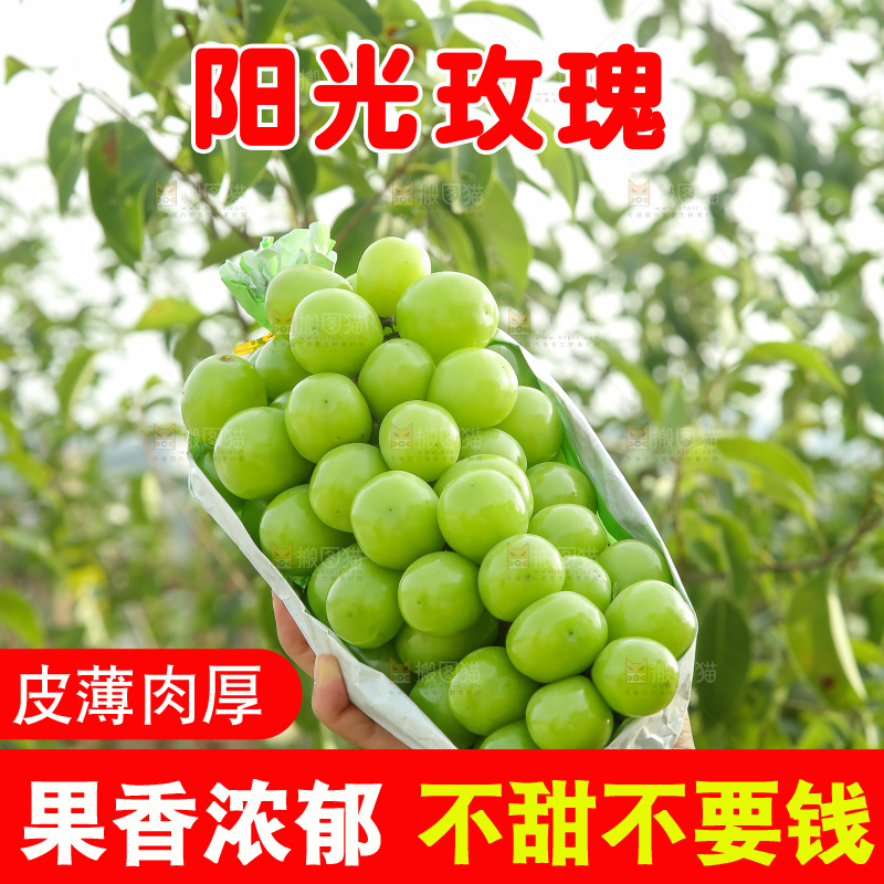 手里拿着阳光玫瑰