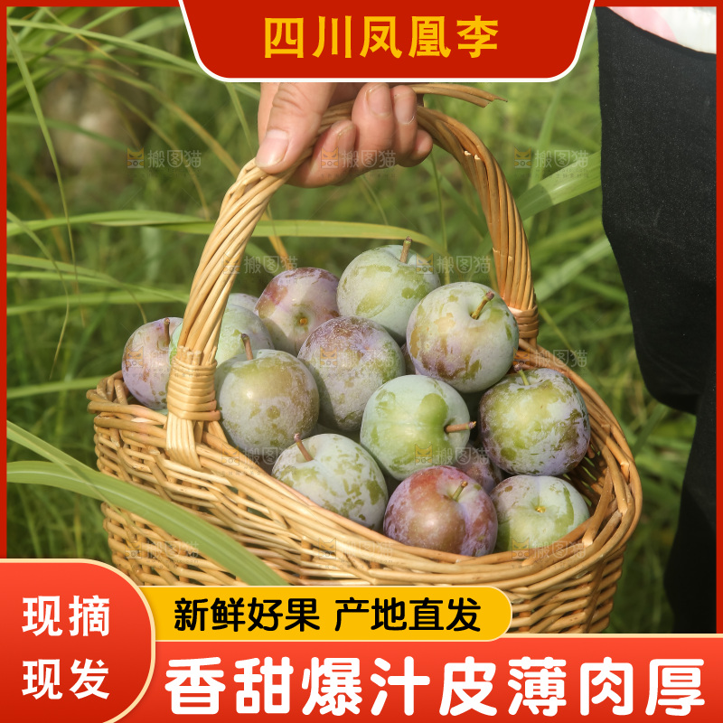 新鲜现摘的五月脆李