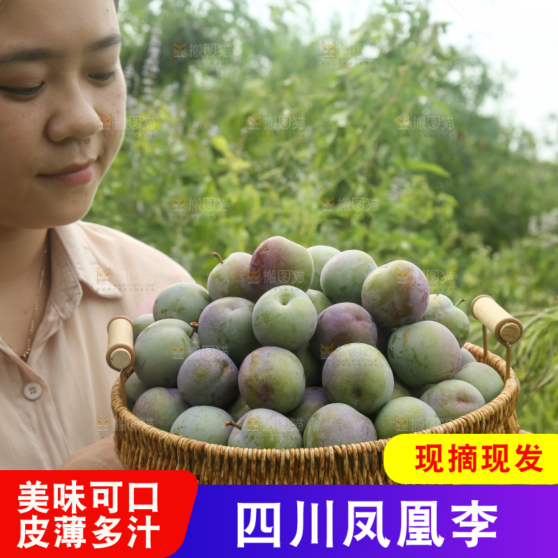 新鲜现摘的五月脆李