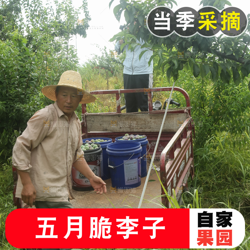 新鲜现摘的五月脆李