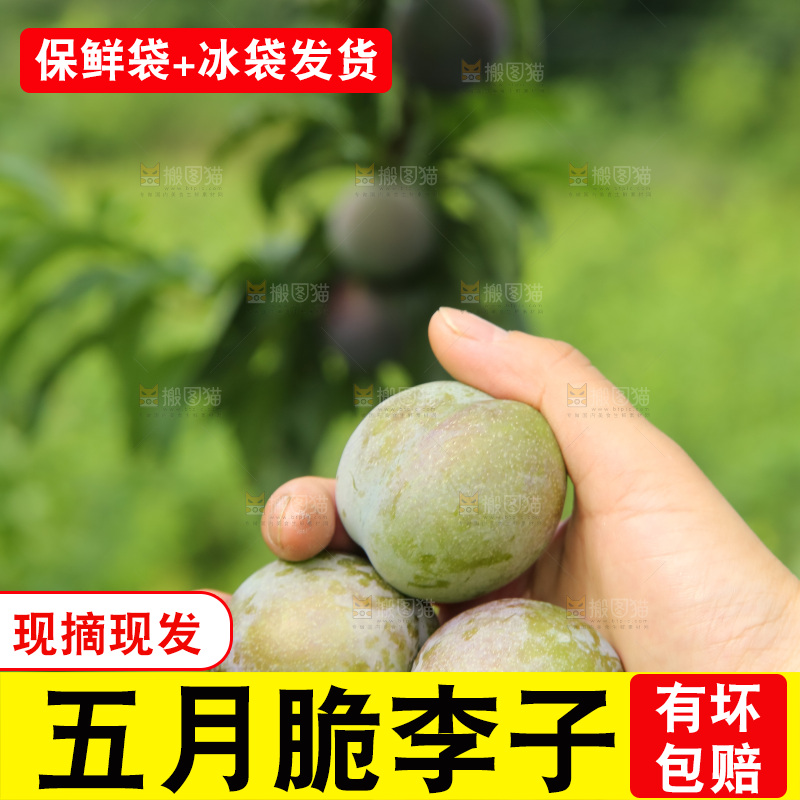 新鲜现摘的五月脆李