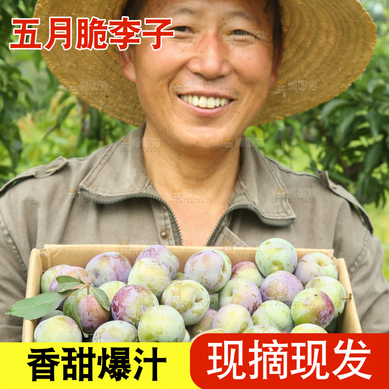 新鲜现摘的五月脆李